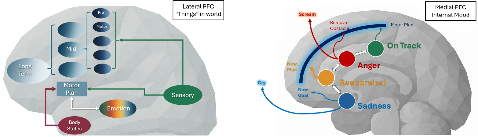 Lateral and Medial PFC